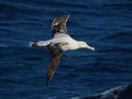

Albatros wędrowny (Diomedea
exulans). Fot. Lieutenant Elizabeth Crapo, NOAA Corps: NOAA Photo Library,
źródło: https://commons.wikimedia.org/wiki/File:Diomedea_exulans_-Southern_Ocean,_Drakes_Passage_-flying-8.jpg,
dostęp: 11.11.2015